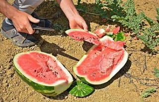 Turizm merkezinde üretilen karpuz Diyarbakır ve...