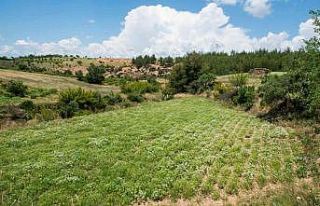 Türkiye’nin kekik üretim merkezi Denizli, rol...