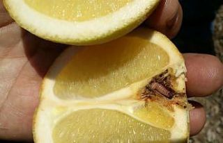 Turunçgillerde Harnup Güvesi’ne dikkat