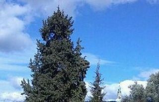 Üç asırlık ağaç koruma bekliyor