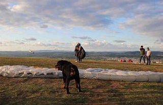 Uçmayı seven köpek Sakarya semalarında işte böyle...
