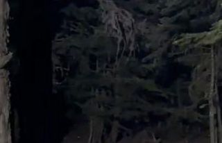 Uludağ’da bahçesine gelen ayıyla konuştu, o...