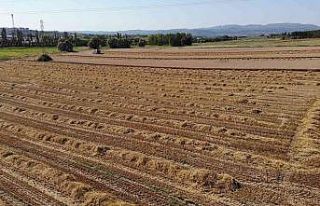 Üniversitenin arazisine buğday ektiler, 400 ton...