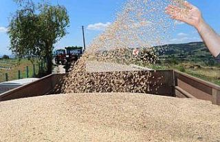 Üreticiler, ‘Nusrat’ buğday tohumundan memnun