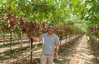 Üzüm bağlarında ’Gıda güvenliği’ incelemeleri...