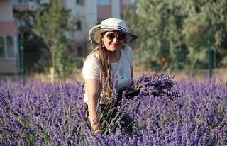 Van Gölü kıyısında tıbbi bitkilerin hasadı...