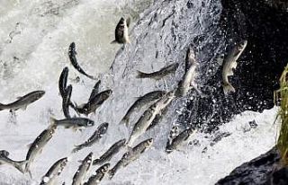 Van’da av yasağı sürecinde 110 ton inci kefali...