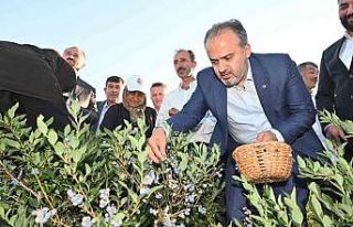 Yaban mersininde hasat bereketi