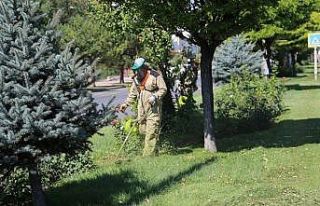 Yabani ot ve biçme çalışmaları sürüyor