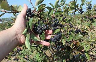 Yalova aronyasının kilo fiyatı belirlendi