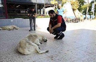 Yalova Belediyesi’nde sokak hayvanlarına aşı...