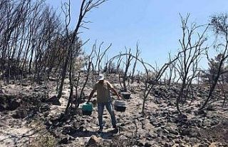 Yangın bölgesindeki yaban hayvanları tedavi ediliyor