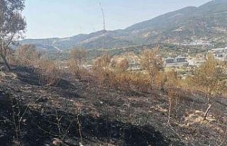 Yangından zarar gören zeytin ağaçları için çalışma...