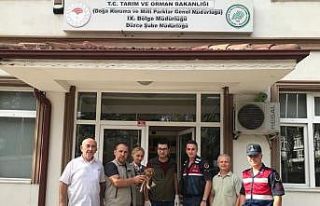 Yaralı baykuş tedavi altına alındı