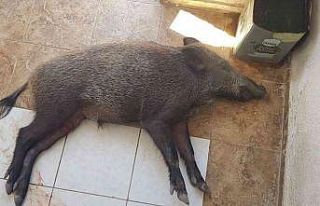 Yaralı domuz Milas’ta tedavi altına alındı