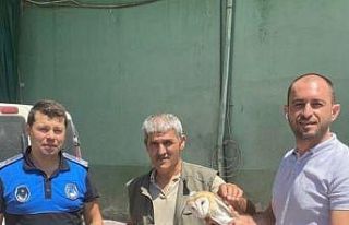 Yaralı halde bulunan peçeli baykuş tedavi altına...
