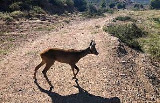 Yaralı karacaya anında müdahale