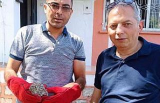 Yaralı kukumav kuşu yavrusu tedavi edilecek