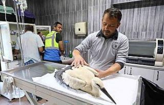 Yaralı leyleğe Büyükşehir şefkati