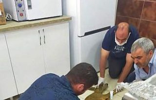 Yaralı olarak bulunan karaca tedavi altına alındı