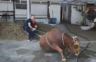 Yarım tonluk kurbanlığı iki kişi saniyeler için...