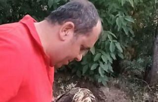 Yarlı atmaca tedavi altına alındı