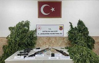 Yasadışı kenevir ekimi yapan şahıslar yakalandı