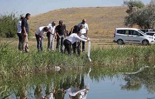 Yedigöllere 150 bin yavru sazan