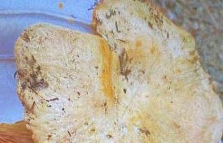 Yedikleri mantardan zehirlenen 6 kişi tedavi altına...