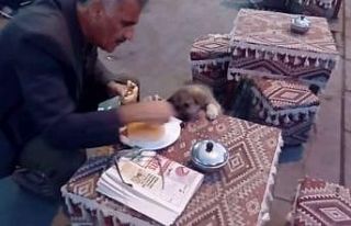Yemeğini sokak köpeği ile paylaşan vatandaşlar...