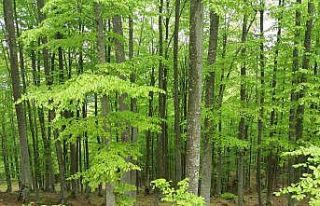 Yeşil Samsun için yeni tedbirler: Ormanlarda 4 ay...