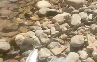 Yılanın balık avı kameralarda