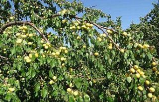 Yüksek rekolte ile sevinen kayısı üreticisi işçi...