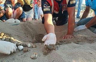 Yuvadan çıkamayan caretta carettalar jandarma tarafından...