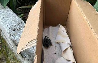 Yuvayı dişi kuş yaptı, yavruyu itfaiye ekipleri...