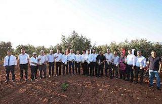 Zeytincinin haşerelere karşı mücadelesine önemli...