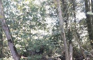 Zonguldak’ta 83 yaşındaki kayıp adamı arama...