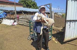 10 bin TL’ye çalışacak çoban bulamıyor