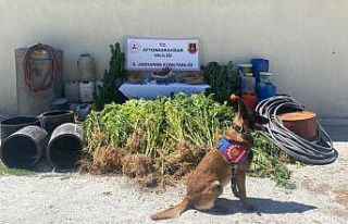 1 kilo 122 gram esrar ile 507 kök kenevir ele geçirildi