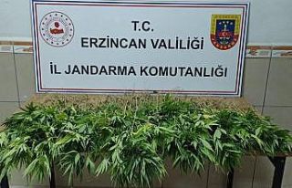 302 kök kenevir bitkisi ele geçirildi