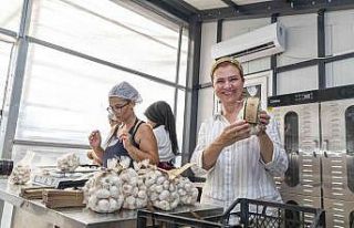 50 yıllık ata tohumu, Mersinden Kadın Kooperatifi...