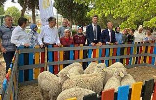 5 ton atık topladı, 10 kuzu kazandı