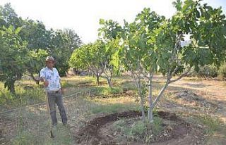 800 rakımlı mahallede yaş incir rekoltesi üreticinin...