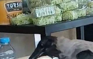 Acıkan karga restoranda karnını doyurdu, ilginç...