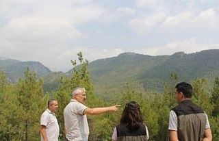 Adana OGM ormancılık faaliyetlerini yerinde inceliyor