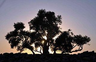 Ağaçların Göbeklitepesi 2 bin yıldır zamana...