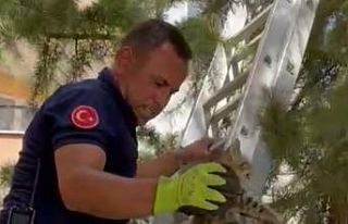 Ağaçta mahsur kalan yavru kedi kurtarıldı
