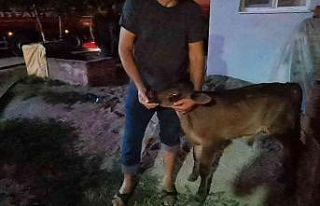 Ahır yangınında inanılmaz kurtuluş