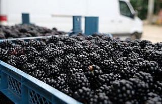 Ahudududa bereketli hasat