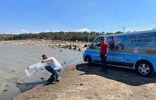 Akhisar ve Kırkağaç’ta 2 gölete 4 bin yavru...